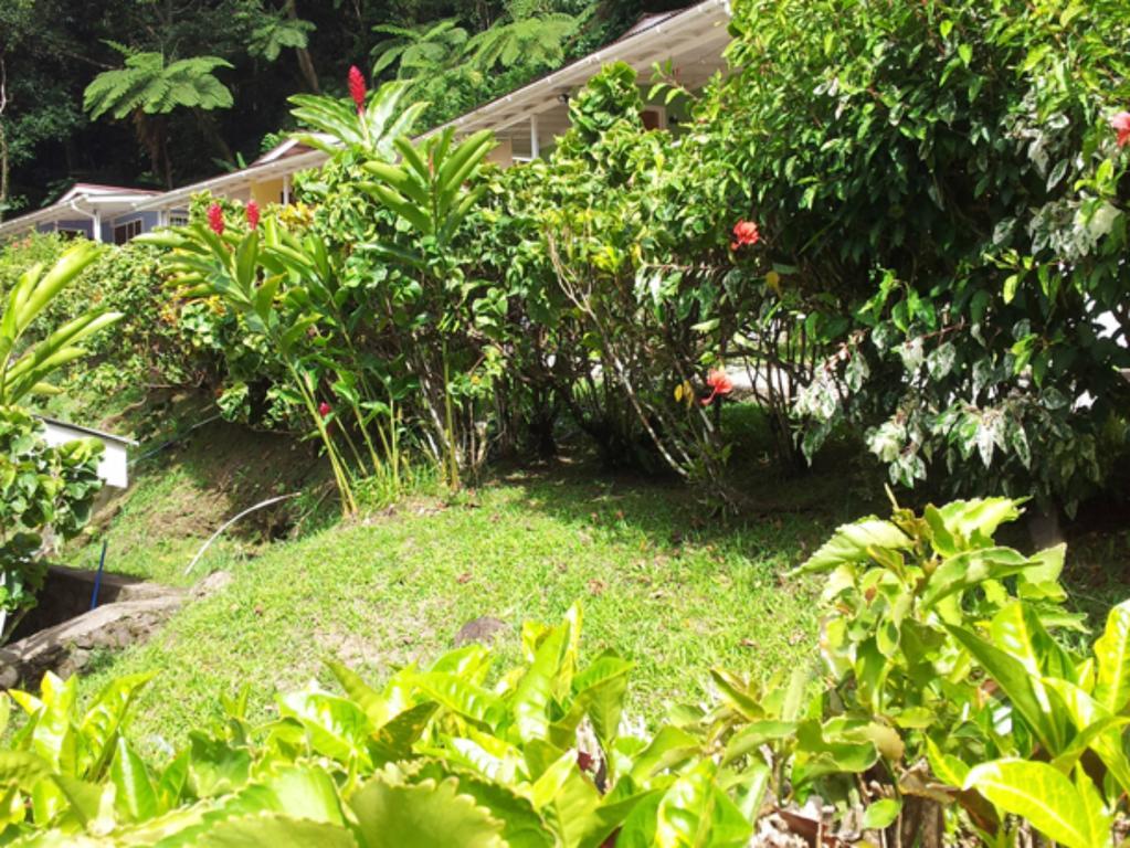 Chez Ophelia Cottage Apartments Roseau Oda fotoğraf